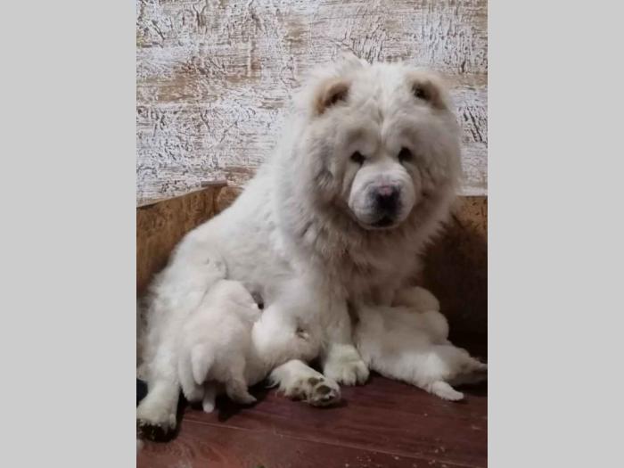 chow chow stenci besplatni mali oglasi