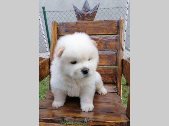 chow chow stenci besplatni mali oglasi