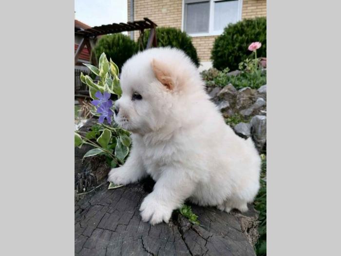 chow chow stenci besplatni mali oglasi
