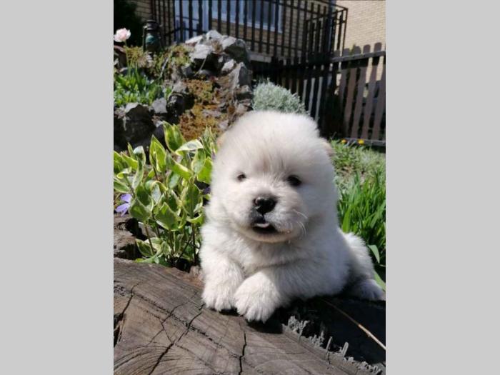 chow chow stenci besplatni mali oglasi