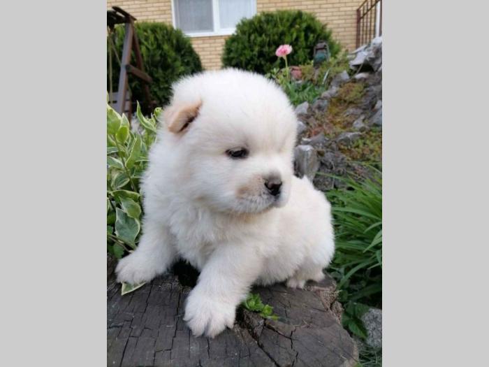 chow chow stenci besplatni mali oglasi