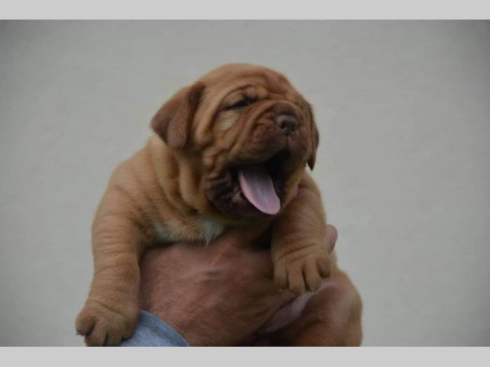 bordoške doge štenci besplatni mali oglasi