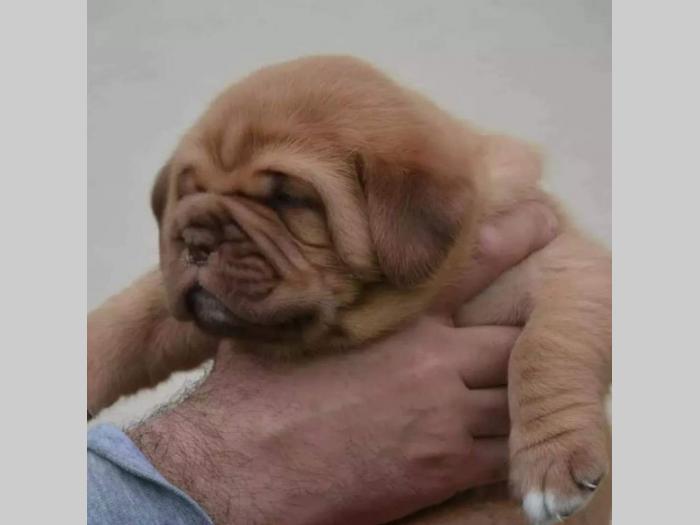 bordoške doge štenci besplatni mali oglasi