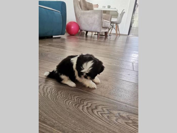 ši cu štenci besplatni mali oglasi