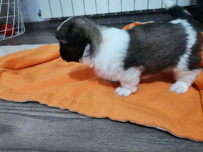 ši cu štenci besplatni mali oglasi