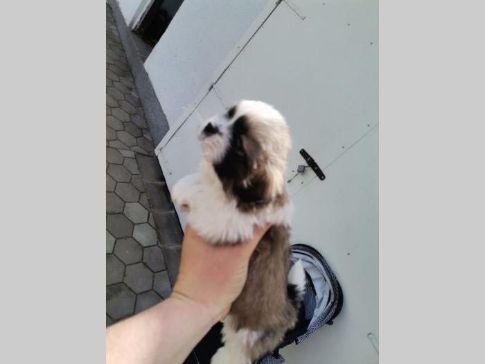ši cu štenci besplatni mali oglasi