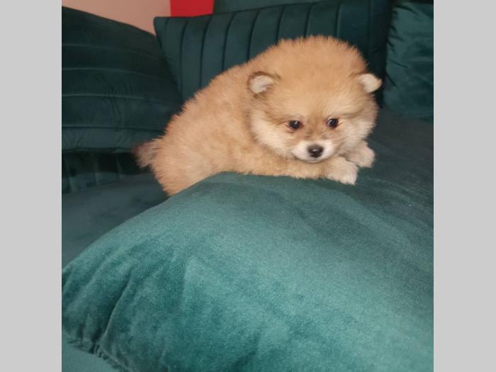 pomeranac boo štenci besplatni mali oglasi