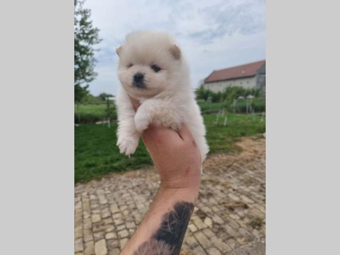 pomoranci boo štenci besplatni mali oglasi