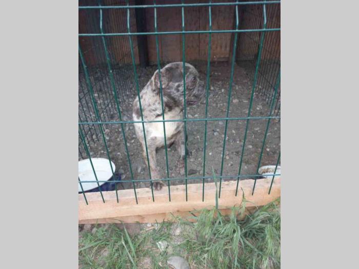 francuski buldog ženka (skonta) besplatni mali oglasi