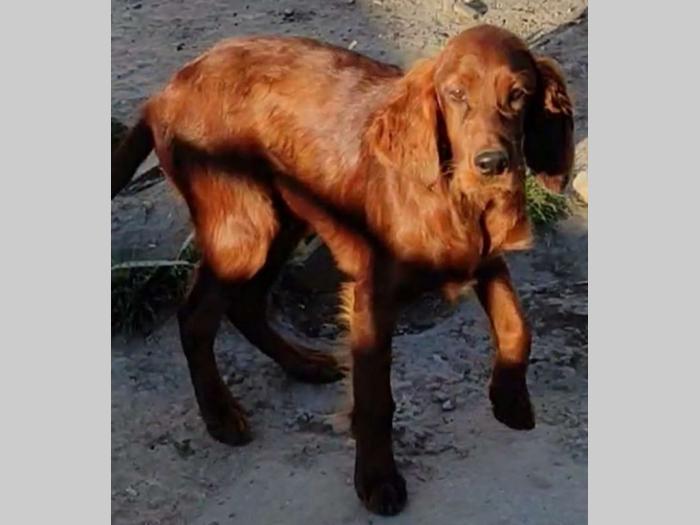 irski seter štenci besplatni mali oglasi