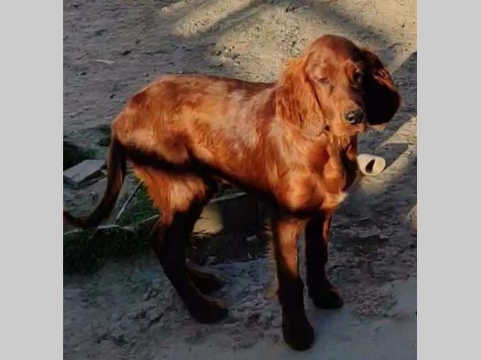 irski seter štenci besplatni mali oglasi