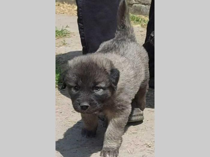 štenci šarplaninca od radovića besplatni mali oglasi