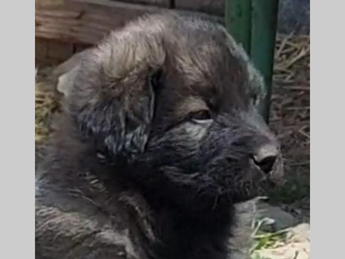 štenci šarplaninca od radovića besplatni mali oglasi