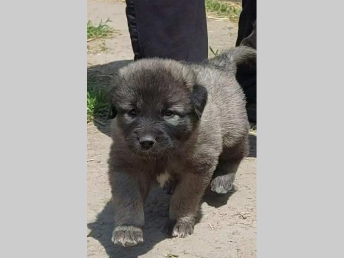 štenci šarplaninca od radovića besplatni mali oglasi