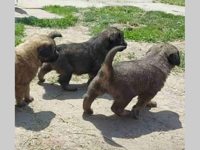 štenci šarplaninca od radovića besplatni mali oglasi
