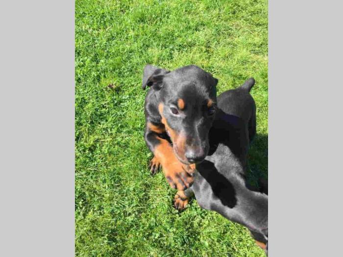 doberman štenci besplatni mali oglasi