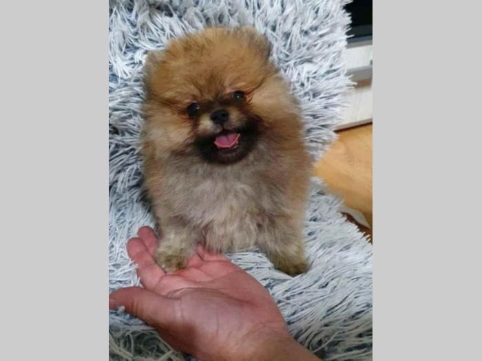 pomeranac boo besplatni mali oglasi