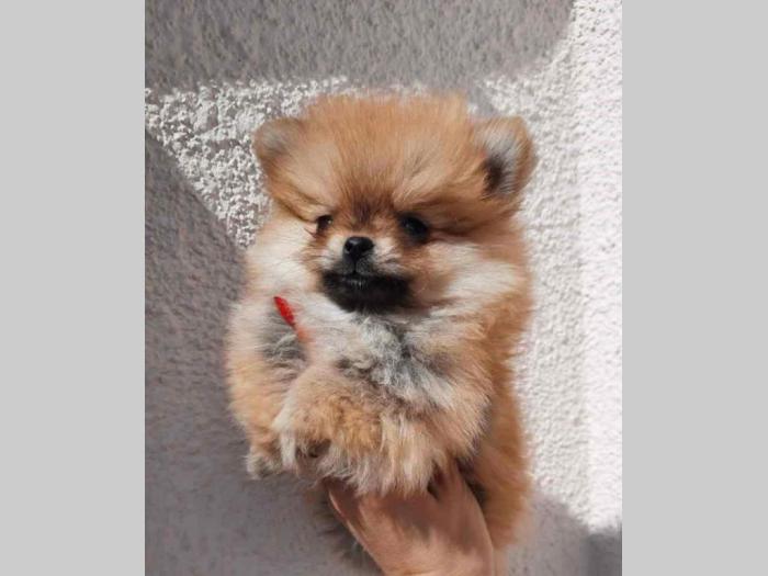 pomeranac boo besplatni mali oglasi