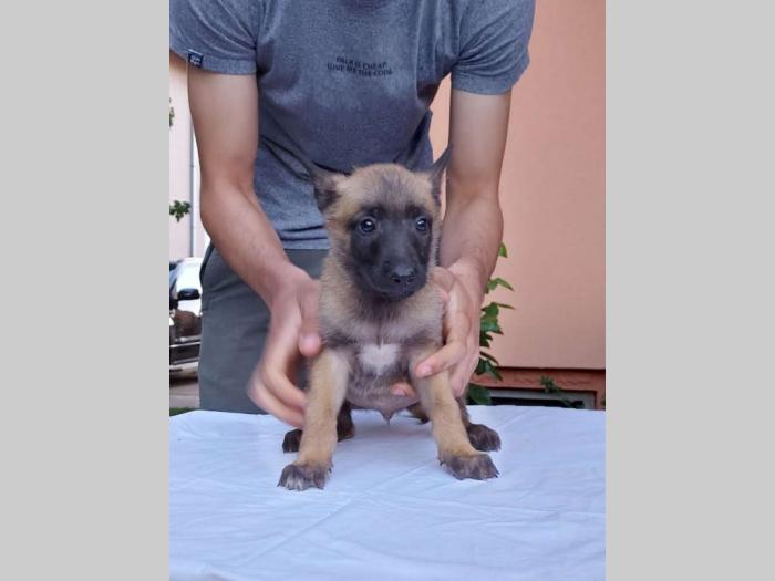 malinoa štenci besplatni mali oglasi