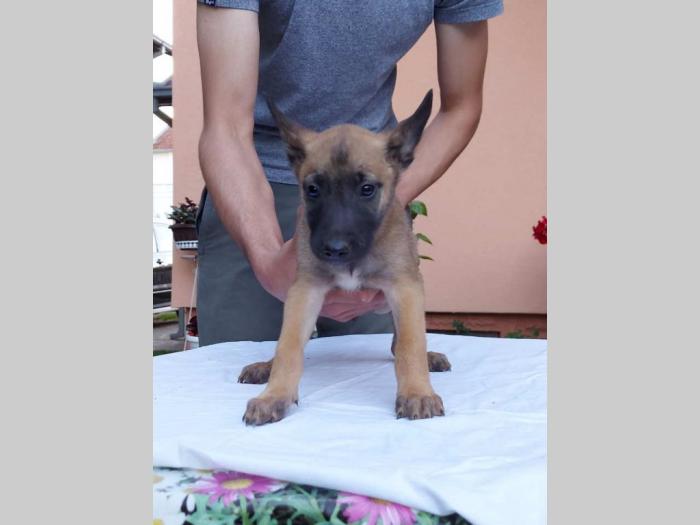 malinoa štenci besplatni mali oglasi