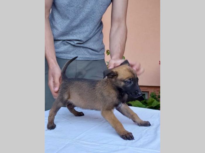 malinoa štenci besplatni mali oglasi