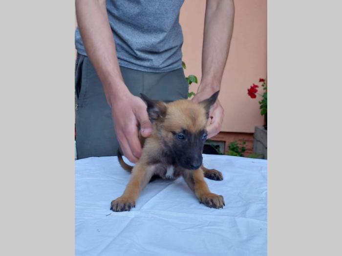malinoa štenci besplatni mali oglasi