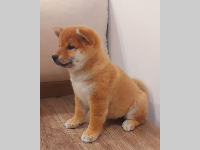 šiba inu štenci besplatni mali oglasi