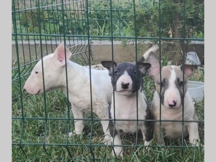 bul terijer štenci besplatni mali oglasi