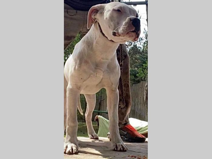 argentinski doberman besplatni mali oglasi