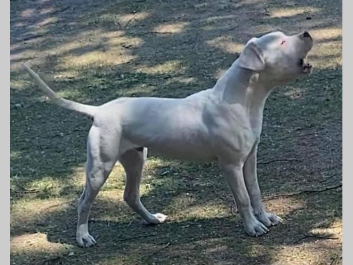 argentinski doberman besplatni mali oglasi