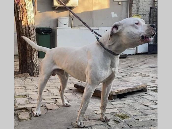 argentinski doberman besplatni mali oglasi