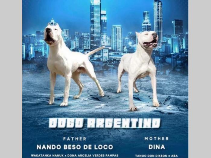 argentinski doberman besplatni mali oglasi