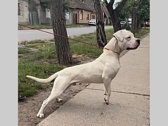 argentinski doberman besplatni mali oglasi