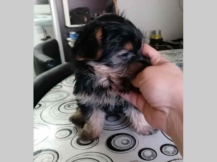 mini jorkširskog terijera štenci besplatni mali oglasi