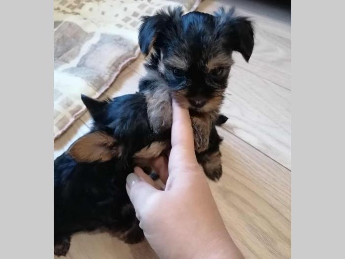 mini jorkširskog terijera štenci besplatni mali oglasi