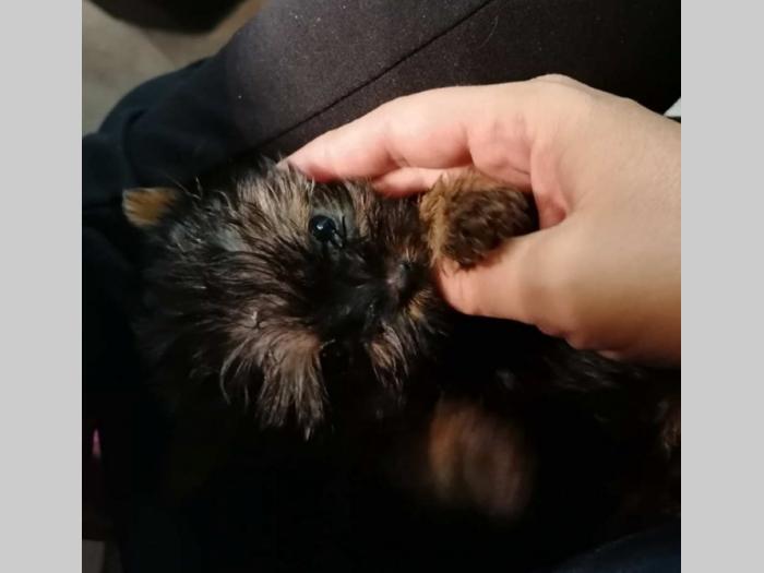 mini jorkširskog terijera štenci besplatni mali oglasi