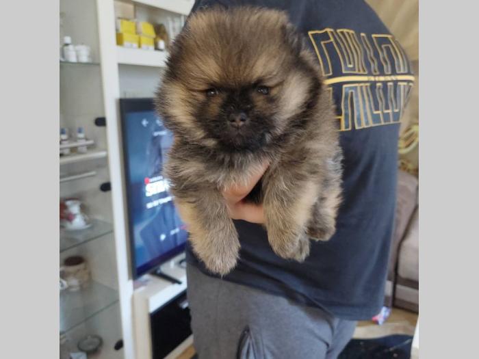 pomeranac štenci besplatni mali oglasi