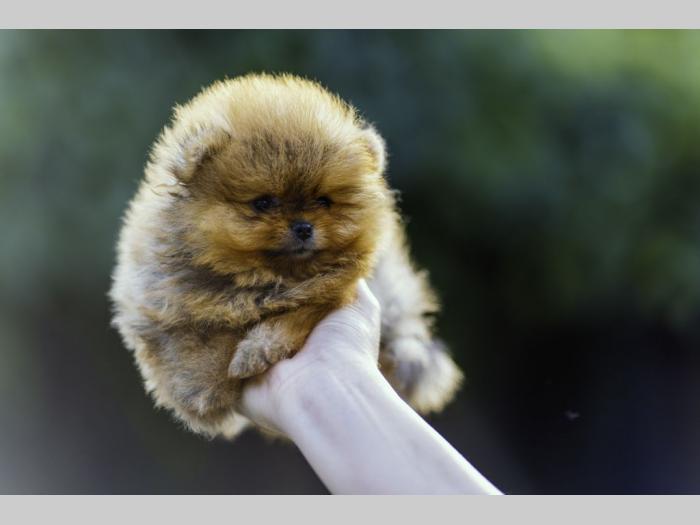 pomeranac štenci besplatni mali oglasi