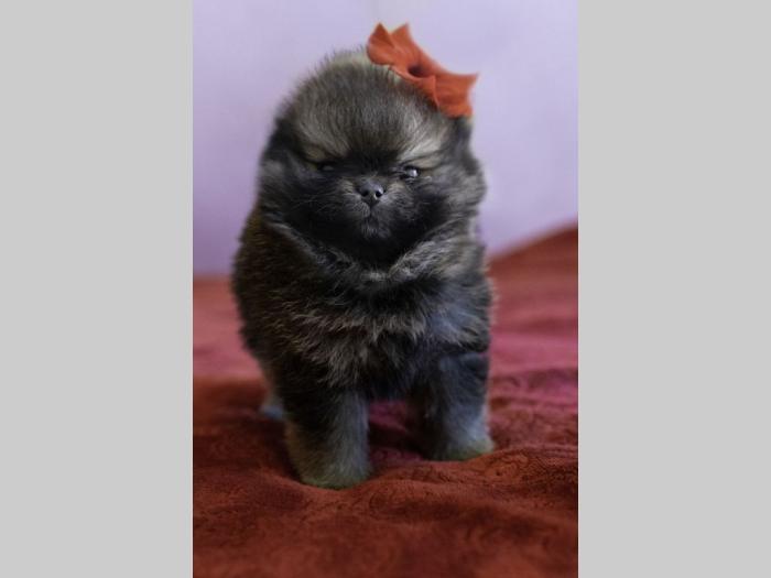 pomeranac štenci besplatni mali oglasi