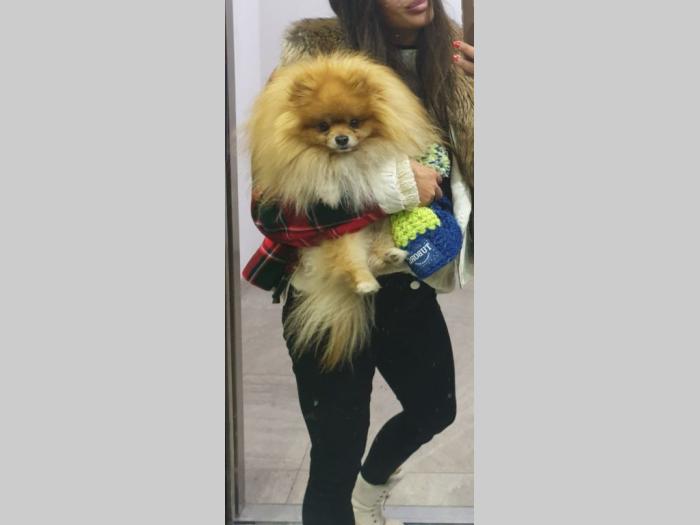 pomeranac (za parenje) besplatni mali oglasi
