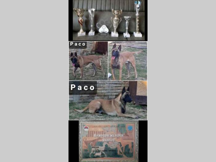 belgijski ovčar malinoa štenci besplatni mali oglasi