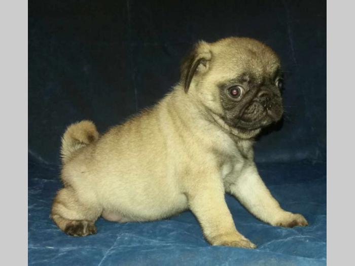 mops štenci besplatni mali oglasi