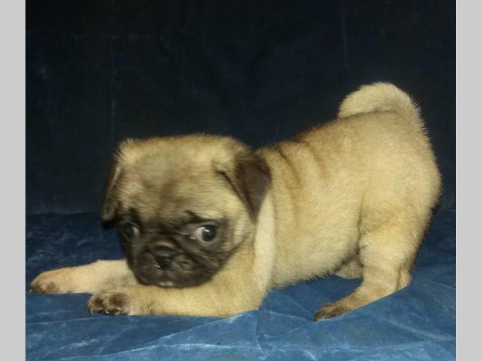 mops štenci besplatni mali oglasi