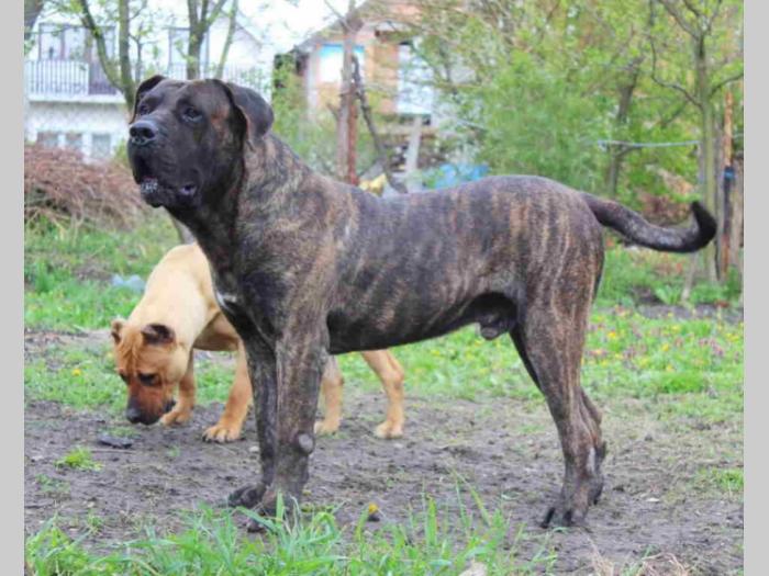 presa canario štenci besplatni mali oglasi