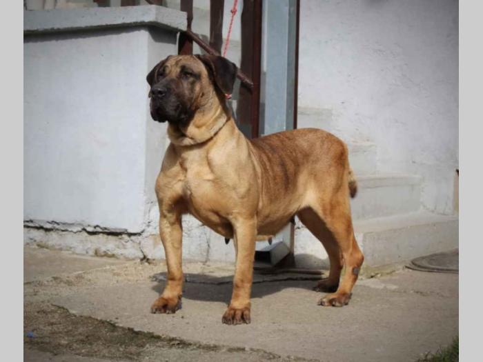 presa canario štenci besplatni mali oglasi