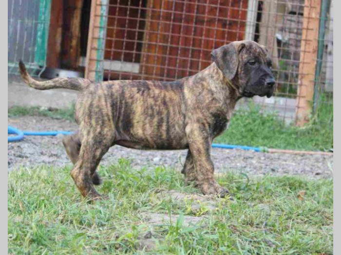 presa canario štenci besplatni mali oglasi