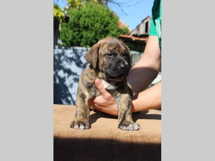 presa canario štenci besplatni mali oglasi