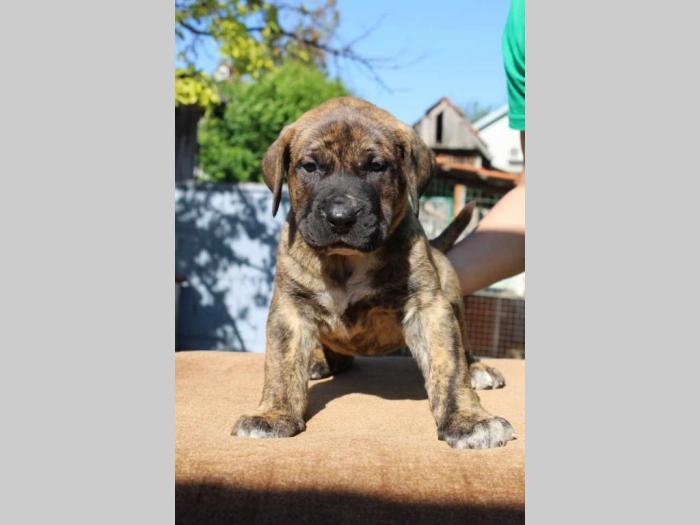 presa canario štenci besplatni mali oglasi