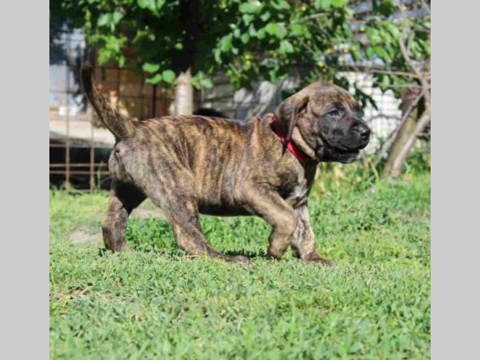 presa canario štenci besplatni mali oglasi