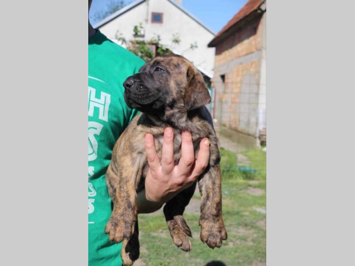 presa canario štenci besplatni mali oglasi